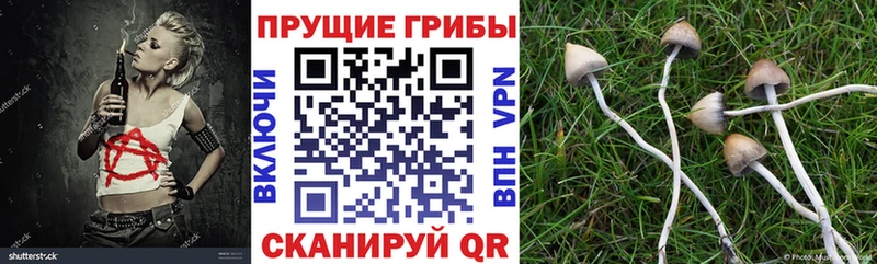 Псилоцибиновые грибы мухоморы  закладки  Вязники 